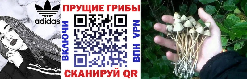 Псилоцибиновые грибы прущие грибы  Змеиногорск 